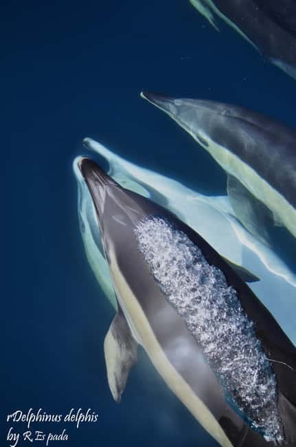 Gibraltar: Dolphin Watching Tour - Why Gibraltar is such a good place for dolphin watching