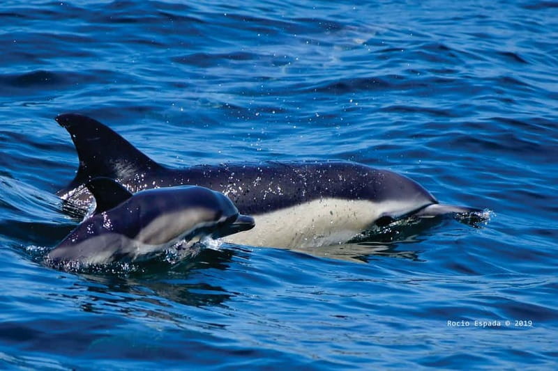 Gibraltar: Dolphin Watching Tour - The views are part of the experience