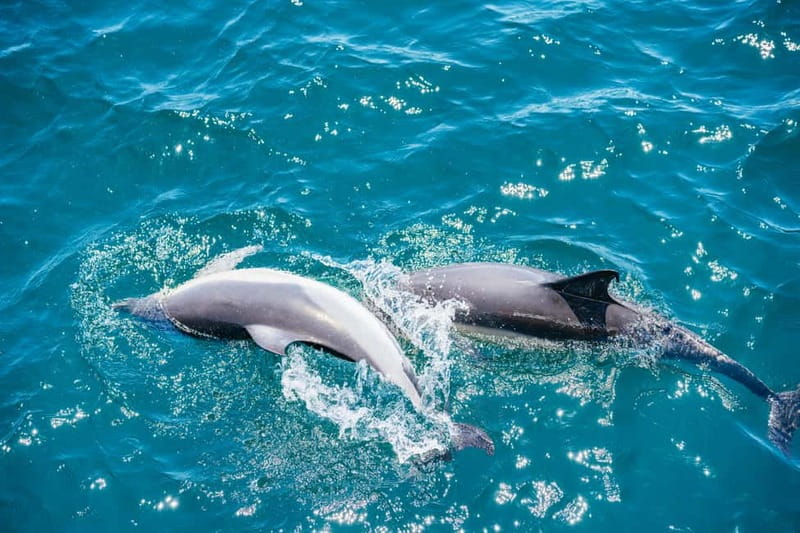 Gibraltar: Dolphin Watching Tour - Should you book the Gibraltar Dolphin Watching Tour?