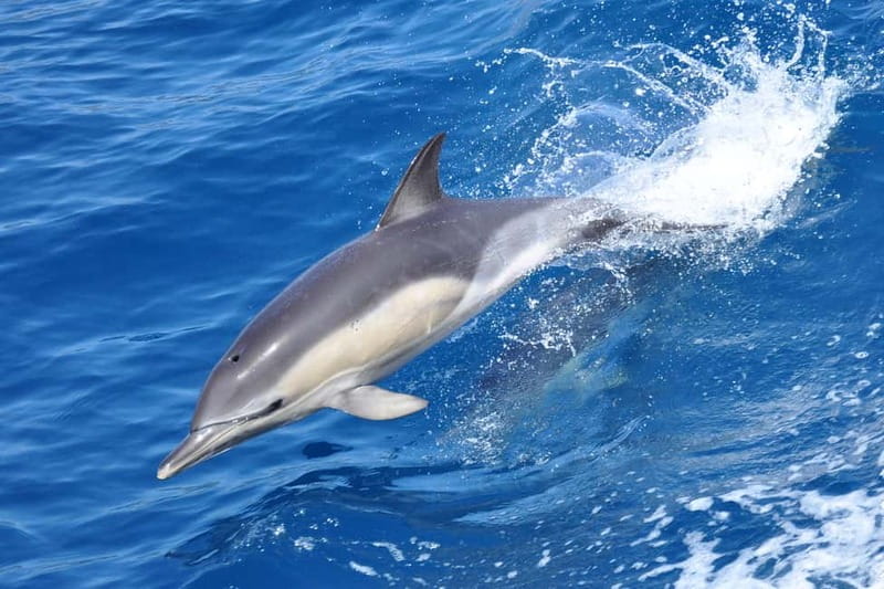 Gibraltar: Dolphin Watching Tour - The dolphins: three species and very large pods