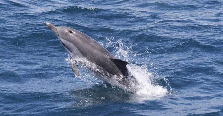 Gibraltar Dolphins Watching Day Trip from Seville - What this Seville to Gibraltar day trip is really like