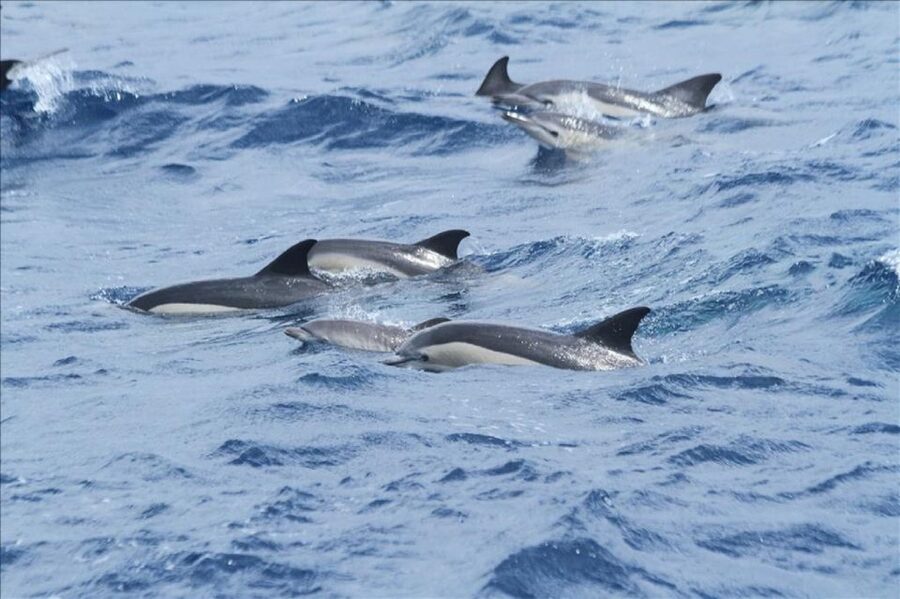 Gibraltar Dolphins Watching Day Trip from Seville - The Strait of Gibraltar cruise