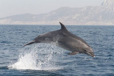 Gibraltar Dolphins Watching Day Trip from Seville