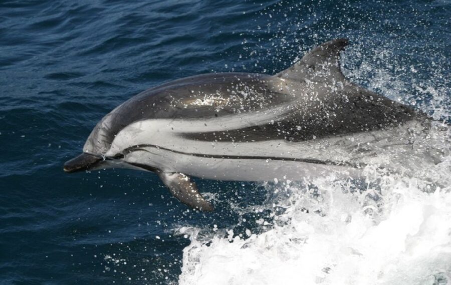 Gibraltar Dolphins Watching Day Trip from Seville - Why the reserve setting matters