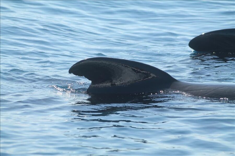 Gibraltar Dolphins Watching Day Trip from Seville - Free time in Gibraltar City