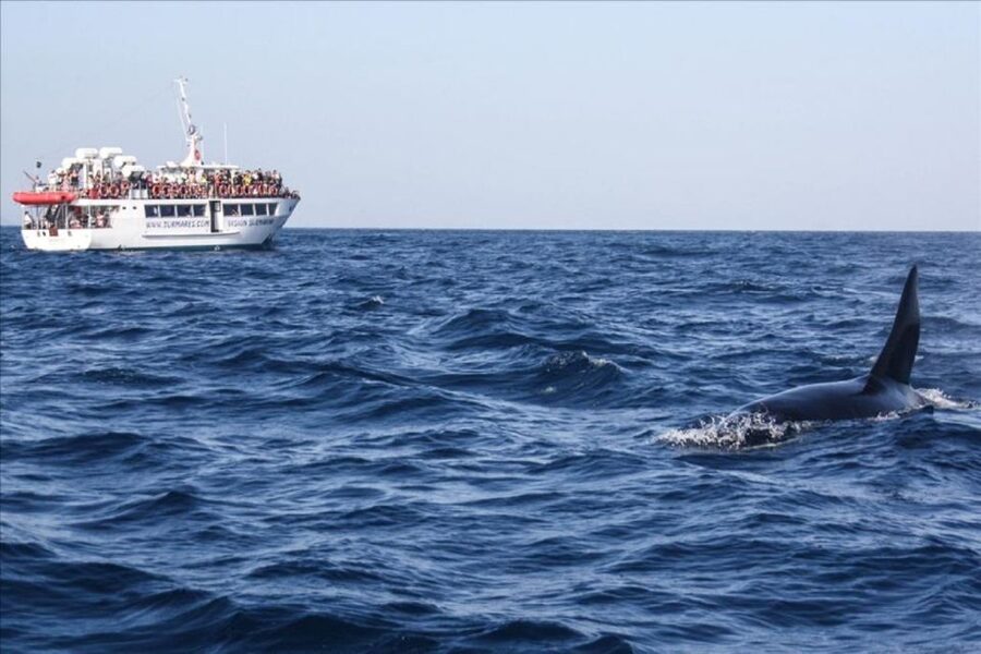 Gibraltar Dolphins Watching Day Trip from Seville - Guides, languages, and group coordination