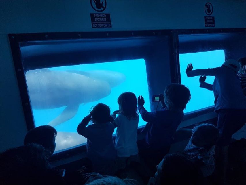 Gibraltar Dolphins Watching Day Trip from Seville - Passport, clothing, and practical preparation