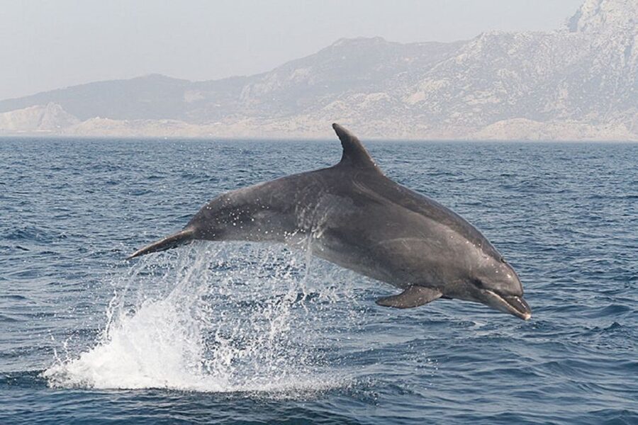 Gibraltar Dolphins Watching Day Trip from Seville - Leaving Seville for Tarifa