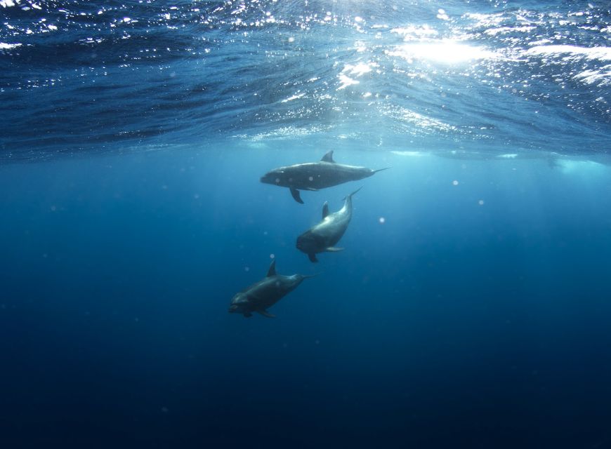 Golfo Aranci: Dolphin Watching and Snorkeling Boat Tour - Why the dolphins are worth the boat trip