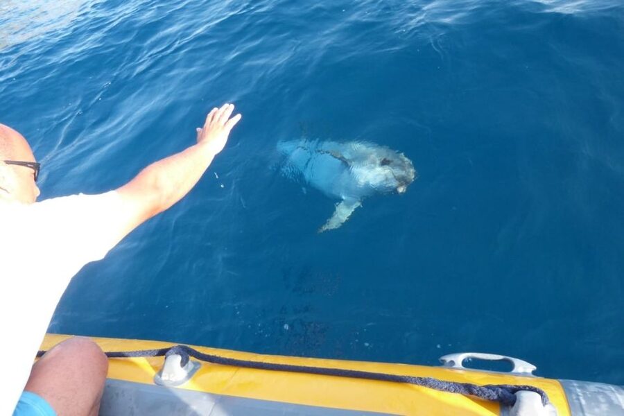 Golfo Aranci: Dolphin Watching and Snorkeling Boat Tour - Should you book the Figarolo dolphin and snorkeling tour?