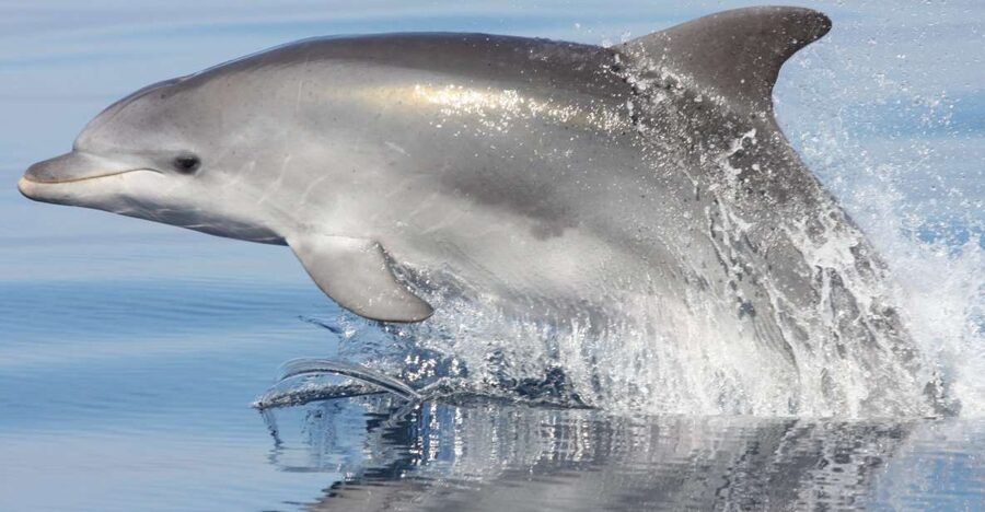 Golfo Aranci: Eco-Friendly Dolphin Watching Boat Trip - Why Figarolo Island is the right place to search