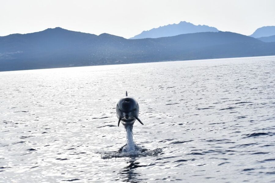 Golfo Aranci: Eco-Friendly Dolphin Watching Boat Trip - A 1.5-hour route with plenty of scenery