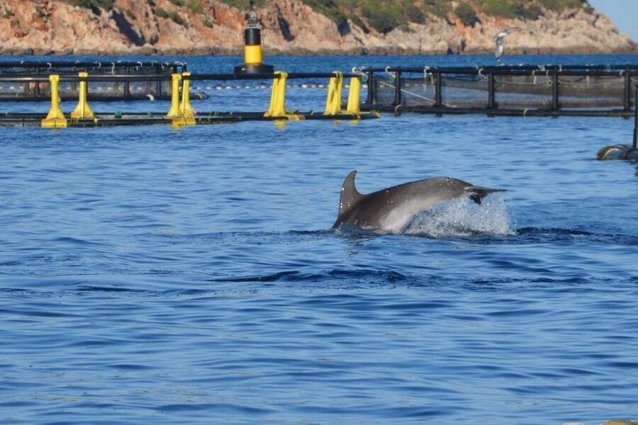 Golfo Aranci: Eco-Friendly Dolphin Watching Boat Trip - Who will enjoy this boat trip most?