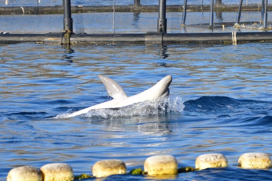 Golfo Aranci: Eco-Friendly Dolphin Watching Boat Trip - Should you book this dolphin trip?