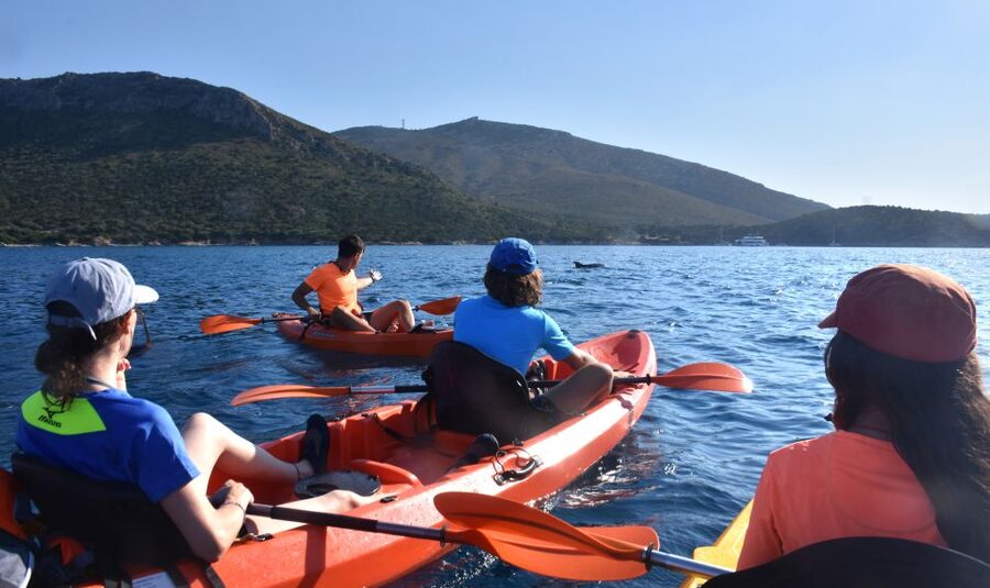 Golfo Aranci: Kayak Tour with Dolphins and Aperitif - Searching for dolphins near the fish farm
