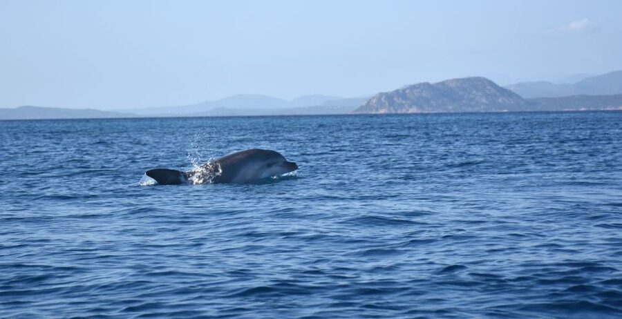 Golfo Aranci: Kayak Tour with Dolphins and Aperitif - The guides make the difference