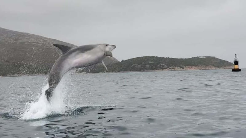 Golfo Aranci:Small group, german guided Kayak tour&Dolphins - Should you book Kayak Golfo Aranci?