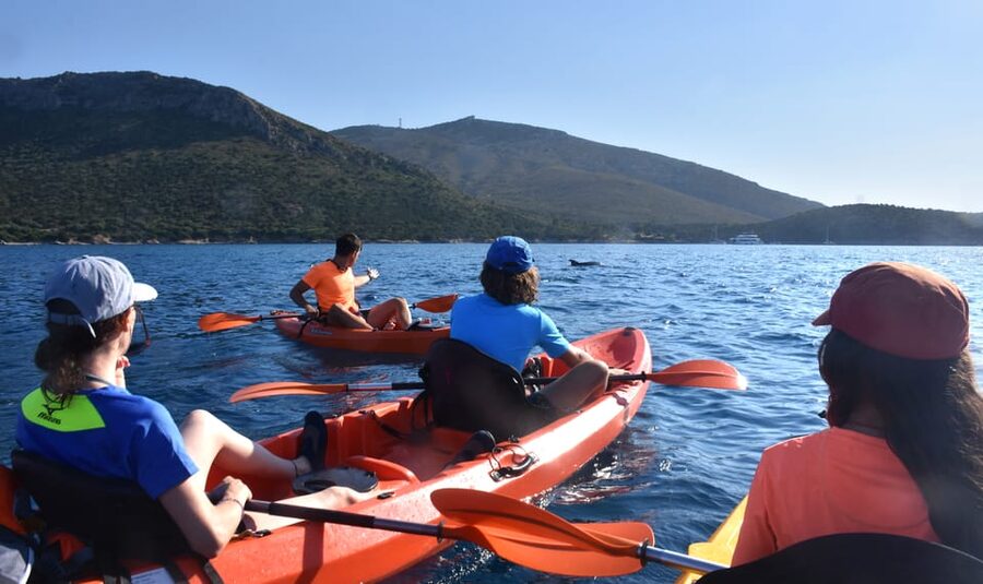 Golfo Aranci: Sunrise Dolphin Kayak Tour with Breakfast - Guides, languages, and the pace of the trip