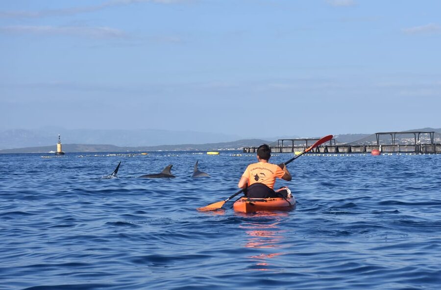 Golfo Aranci: Sunrise Dolphin Kayak Tour with Breakfast - The kayak lesson makes the outing approachable