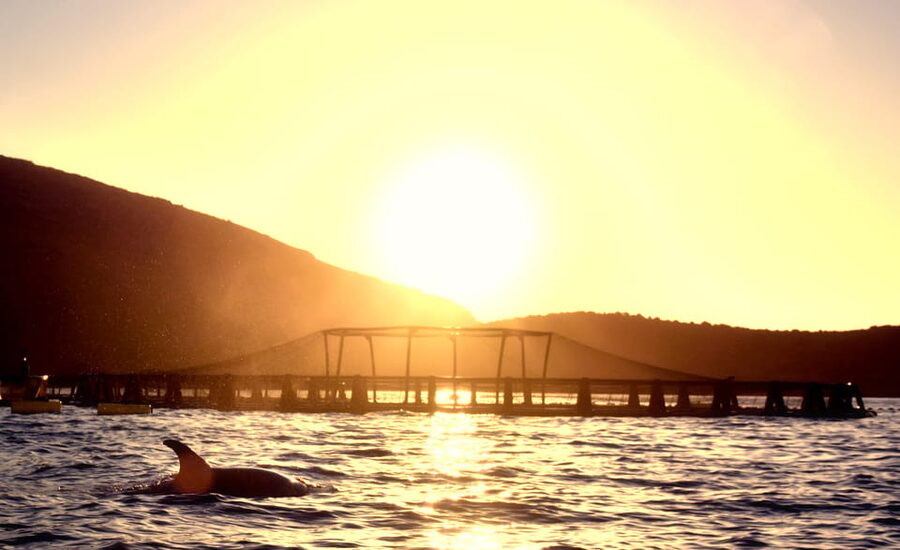 Golfo Aranci: Sunrise Dolphin Kayak Tour with Breakfast - Figarolo Island by kayak
