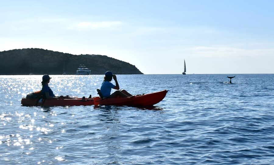 Golfo Aranci: Sunrise Dolphin Kayak Tour with Breakfast - Breakfast with Sardinian sweets