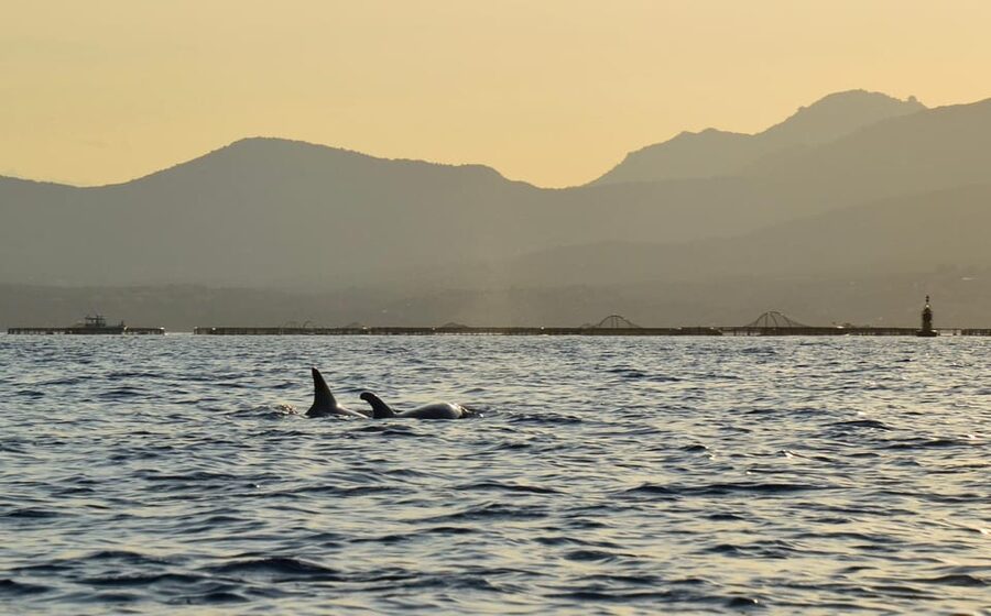 Golfo Aranci: Sunset Dolphin Kayak Tour with Aperitif - Returning to the beach after darkening skies