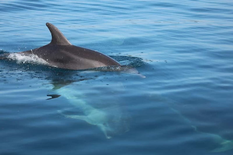 Golfo Aranci: Sup with dolphins, aperitif & photo shoot - Key points to know before booking