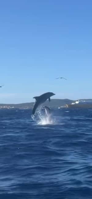 Golfo Aranci tour SUP Paddleboard Dolphin watching, aperitif - Why this SUP tour feels different from a standard boat trip