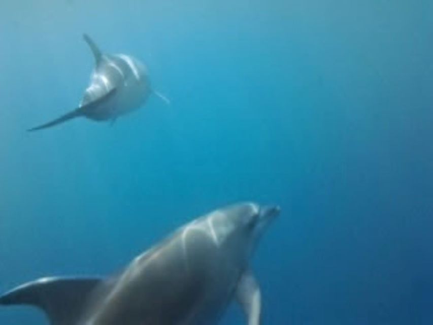 Golfo Aranci tour SUP Paddleboard Dolphin watching, aperitif - Breakfast or aperitif on the paddleboards