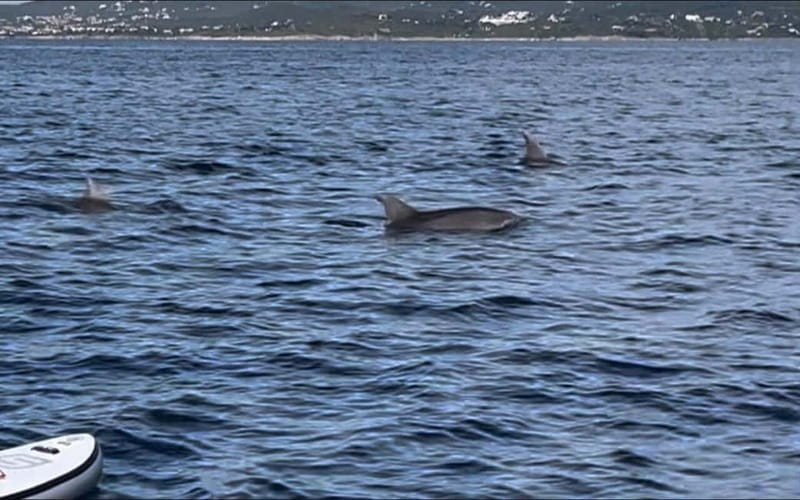 Golfo Aranci tour SUP Paddleboard Dolphin watching, aperitif - The 55-minute dolphin search