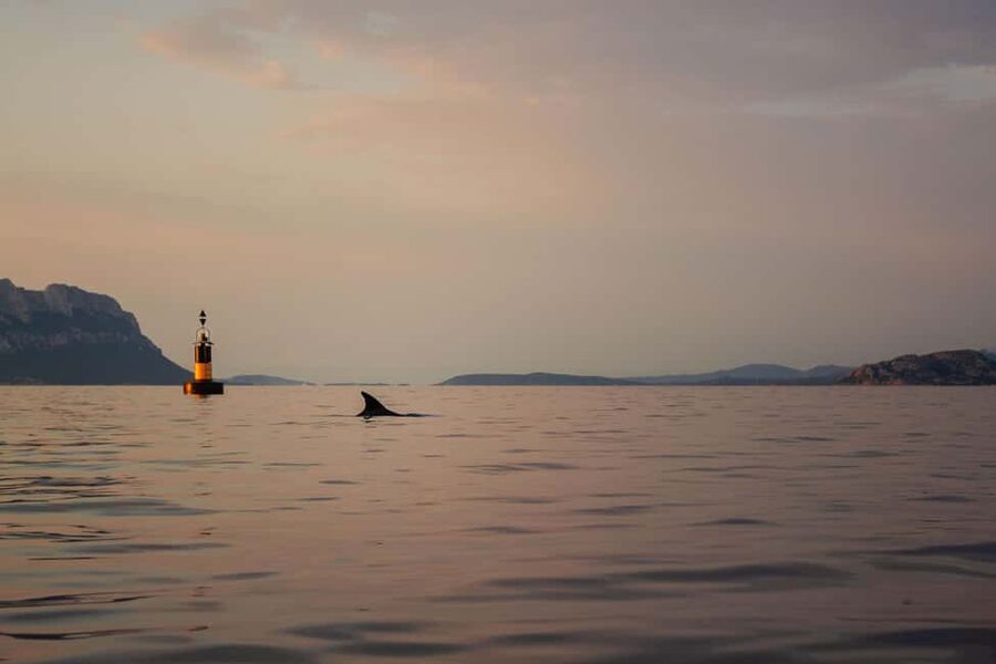 Golfo Aranci: traditional or transparent kayaks, dolphins, and aperitifs - Key points to know before booking