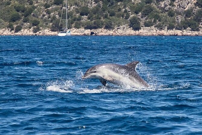 Golfo di Olbia and Dolphins Island Private Boat Tour - Dolphins, birds, and the luck factor