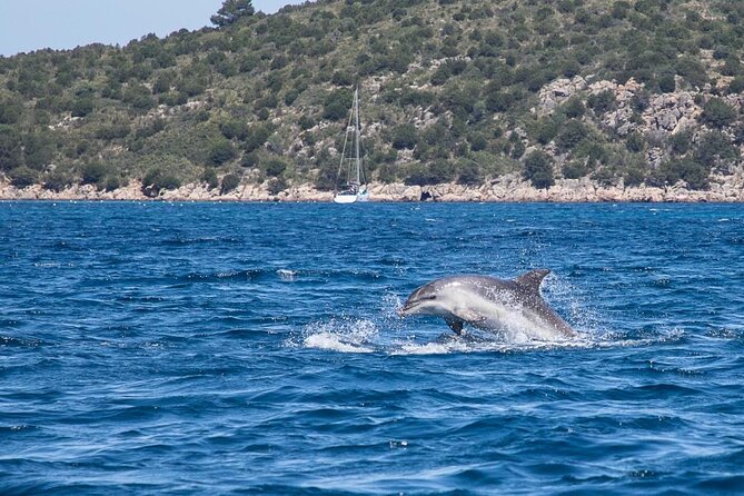 Golfo di Olbia and Dolphins Island Private Boat Tour - Timing, pickup, and weather