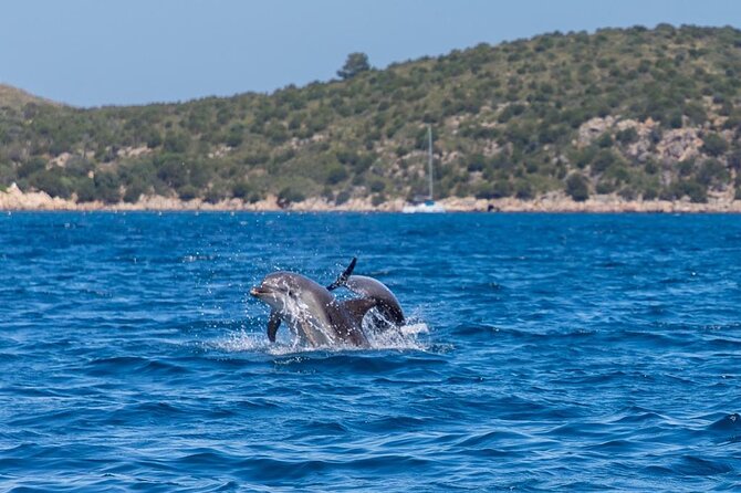 Golfo di Olbia and Dolphins Island Private Boat Tour - Tavolara, Molara, and the Gulf of Olbia