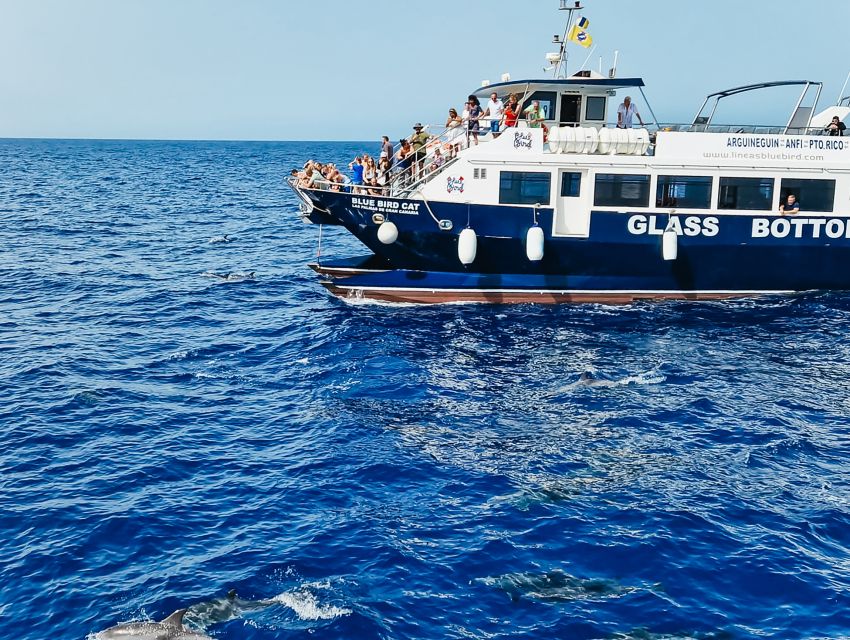 Gran Canaria: Catamaran Dolphin Watch Cruise with Snorkeling - Two hours scanning the Atlantic