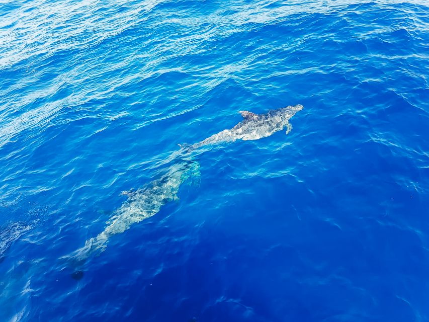 Gran Canaria: Catamaran Dolphin Watch Cruise with Snorkeling - The bay stop is more swim than snorkel