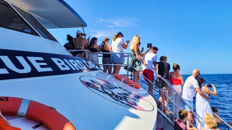 Gran Canaria: Catamaran Dolphin Watch Cruise with Snorkeling - Should you book the Gran Canaria dolphin cruise?