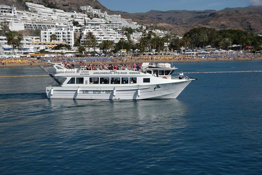 Gran Canaria: Dolphin and Whale Watching Cruise - Timing, meeting points, and planning your day