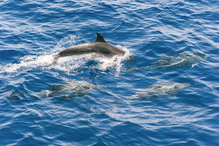 Gran Canaria: Dolphin and Whale Watching Cruise - Watching animals without a captive show
