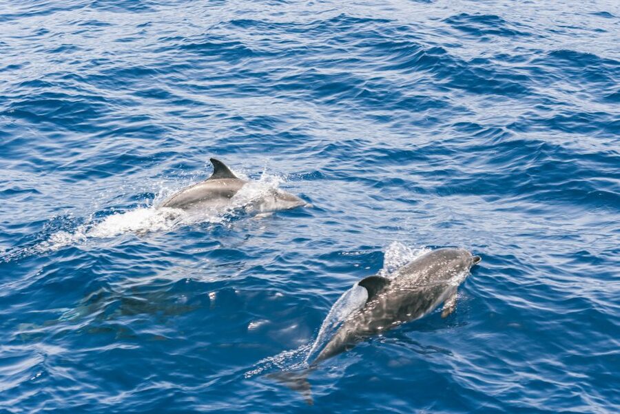 Gran Canaria: Dolphin and Whale Watching Cruise - How the guides shape the experience