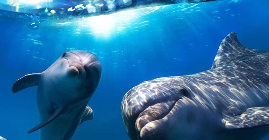 Gran Canaria: Dolphin and Whale Watching Cruise - Dolphins, whales, turtles, and flying fish
