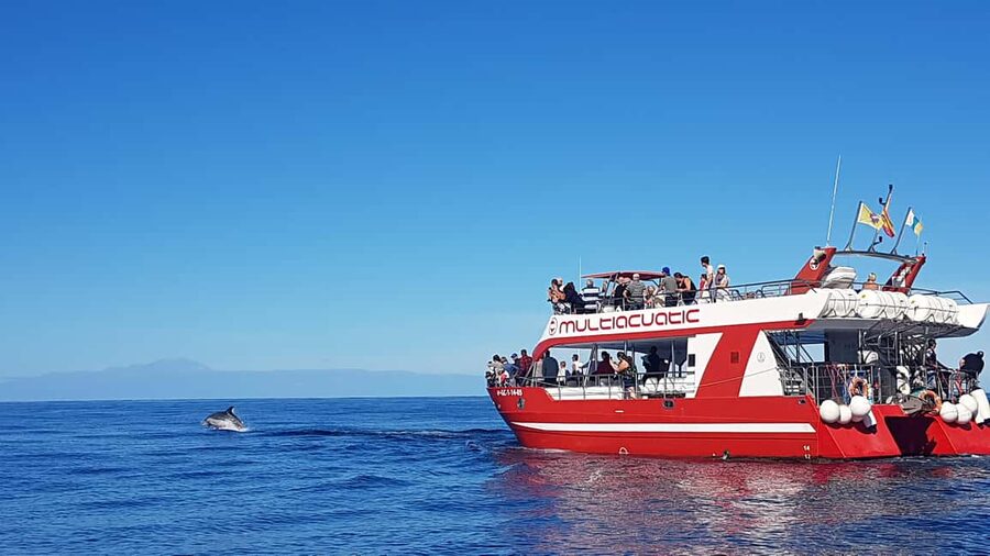 Gran Canaria Dolphin Safari and a swim - The southwest coast from the water