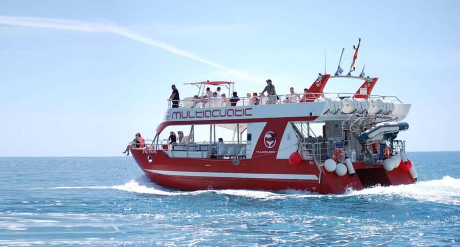 Gran Canaria Dolphin Safari and a swim - Why the wildlife search is worth your time