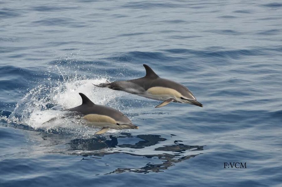 Gran Canaria Dolphin Safari and a swim - Practical advice for a smoother day