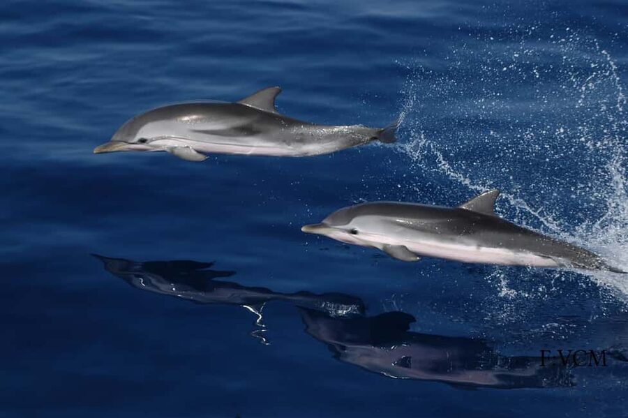 Gran Canaria Dolphin Safari and a swim - Who will enjoy this boat trip