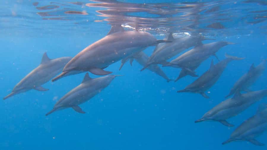 Grande Riviere Noire: Boat Tour and Swimming with Dolphins - Key points to know before booking