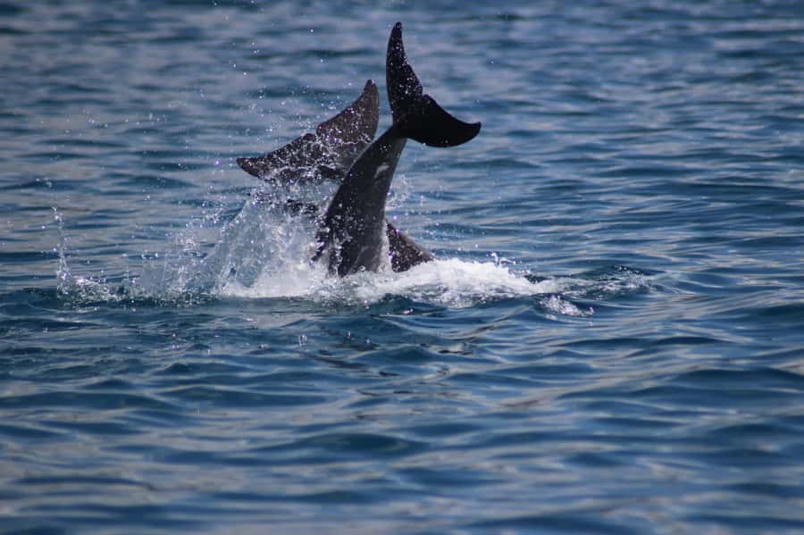 Grande Riviere Noire: Boat Tour and Swimming with Dolphins - Setting out from Grande Riviere Noire at sunrise
