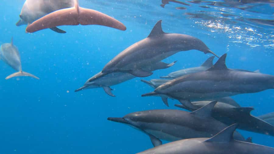 Grande Riviere Noire: Boat Tour and Swimming with Dolphins - Finding spinner and bottlenose dolphins