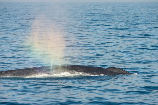 Great Whales Education Programe Dolphins and Whales are in SL - What this Matara program actually offers