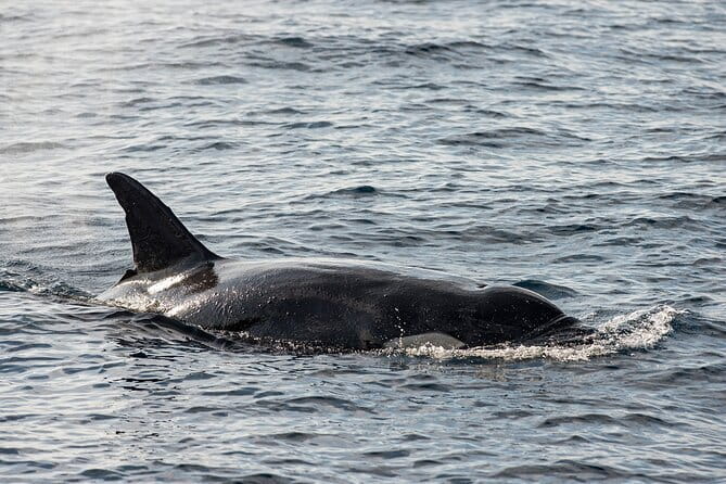 Great Whales Education Programe Dolphins and Whales are in SL - The subjects covered during the hour